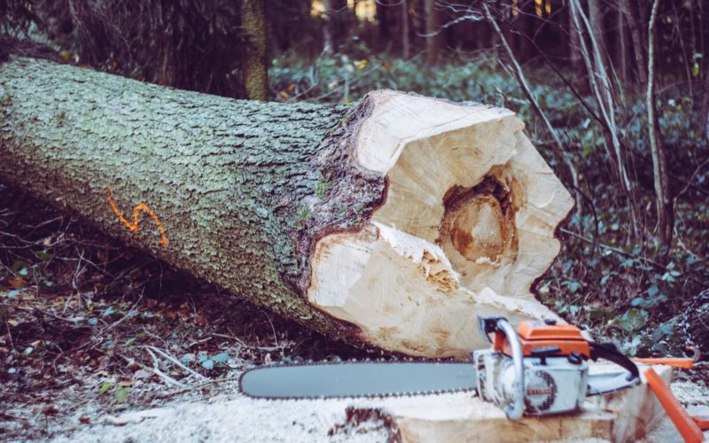 chainsaw near tree log