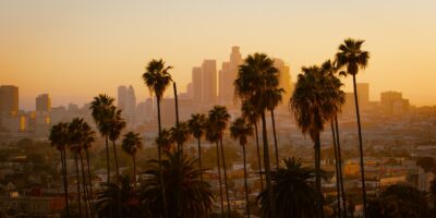 green palm tree and city view